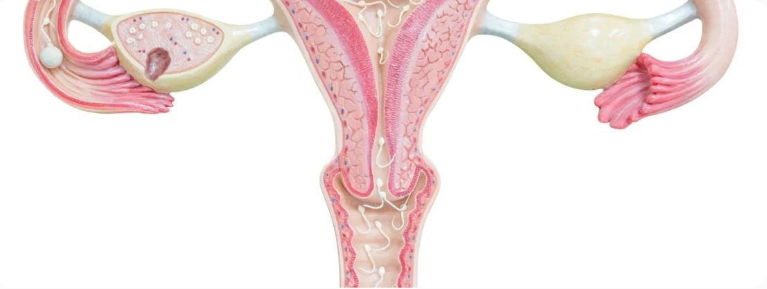 Displasia cervicale: diagnosi e controlli