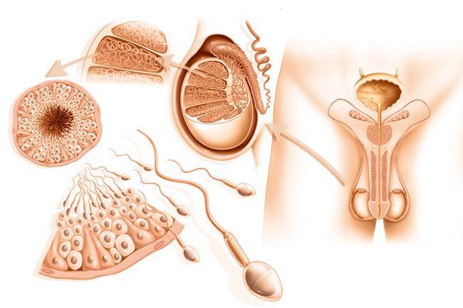 fertilità dopo i 35 anni gravidanza