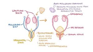 androgen insensitivity syndrome women