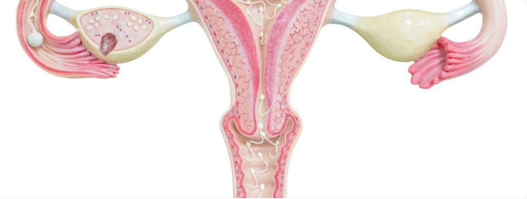 displasia cervicale diagnosi e trattamento