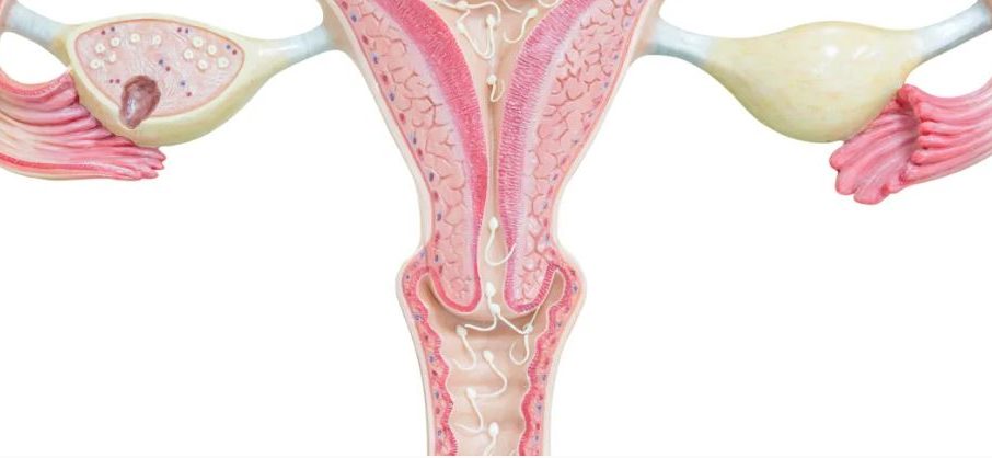 displasia cervicale diagnosi e trattamento